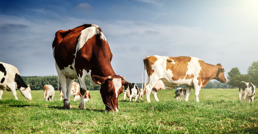 О состоянии животноводства в сельскохозяйственных организациях Костромской области